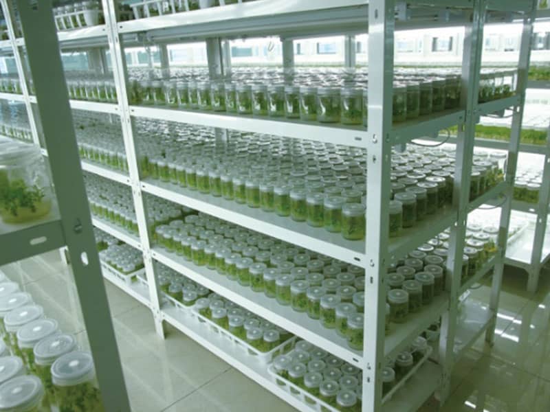 深夜网站在线观看設備廠家講解：無性繁殖的特點，與有性繁殖的差別?