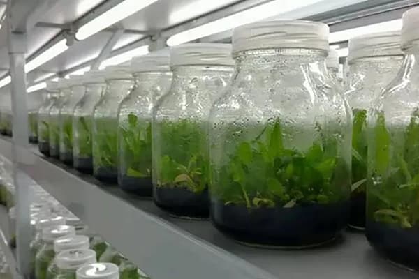 深夜网站在线观看設備根據不同植物添加不同元素